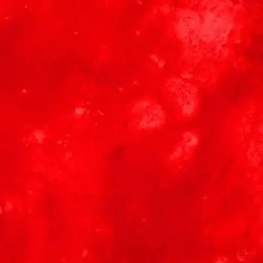 Profile image of ジェシー