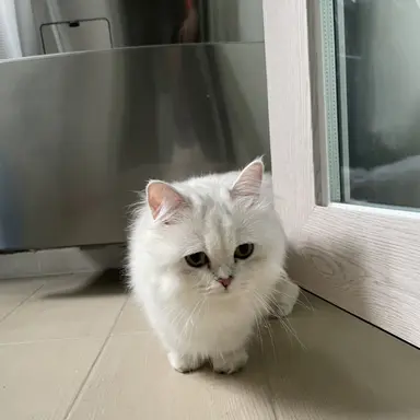 Profile image of 라더