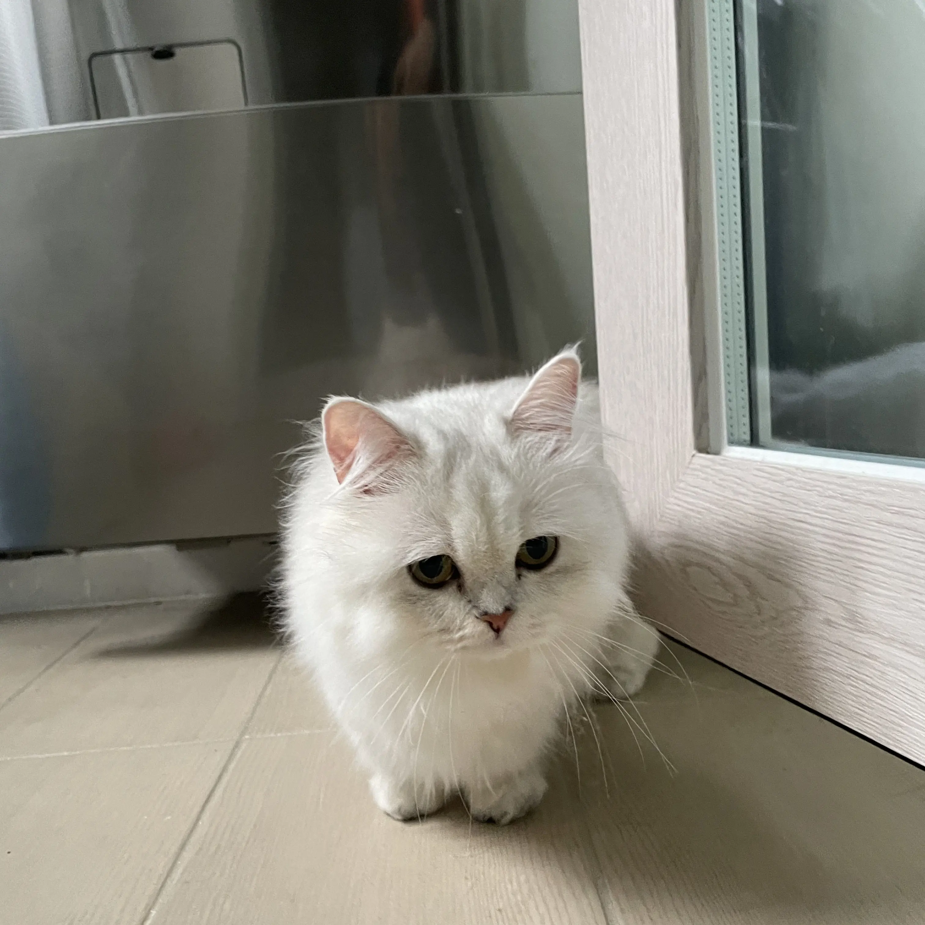 muichirojoa의 라경장의 의심받는 생활은 불편한데요?