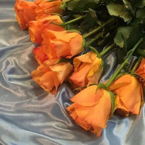 Para-dise의 하나하키병