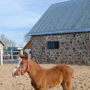 Profile image of Horse Breeding