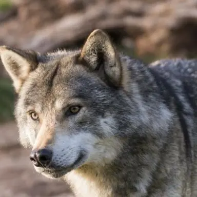 Profile image of 늑대