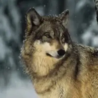 Profile image of Wolf