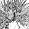 Profile image of 弓矢の悪魔