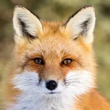 Profile image of 狐