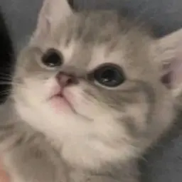 OrnateShot2463의 아기 고양이