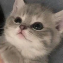 아기 고양이