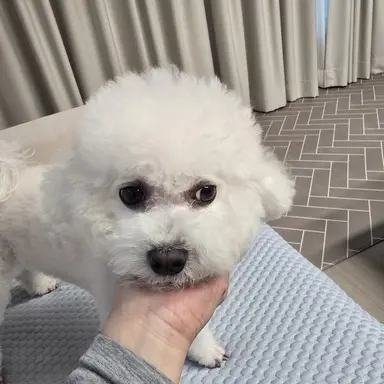 Profile image of 양아지