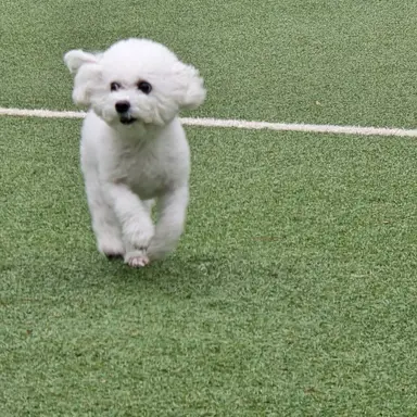 Profile image of 푸린