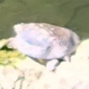 Profile image of 게스트1337