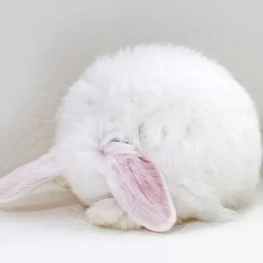 Profile image of ヘリ