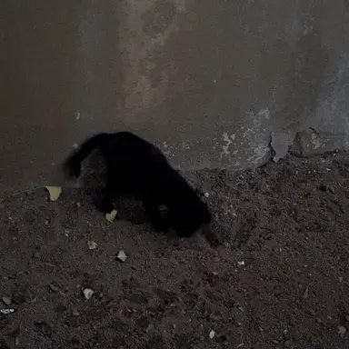 Profile image of 히비노 카프카