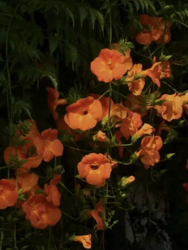 Shrimpsoysauce의 When the Trumpet Creepers Bloom