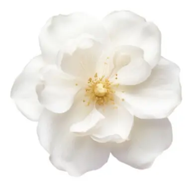 Profile image of Rowan