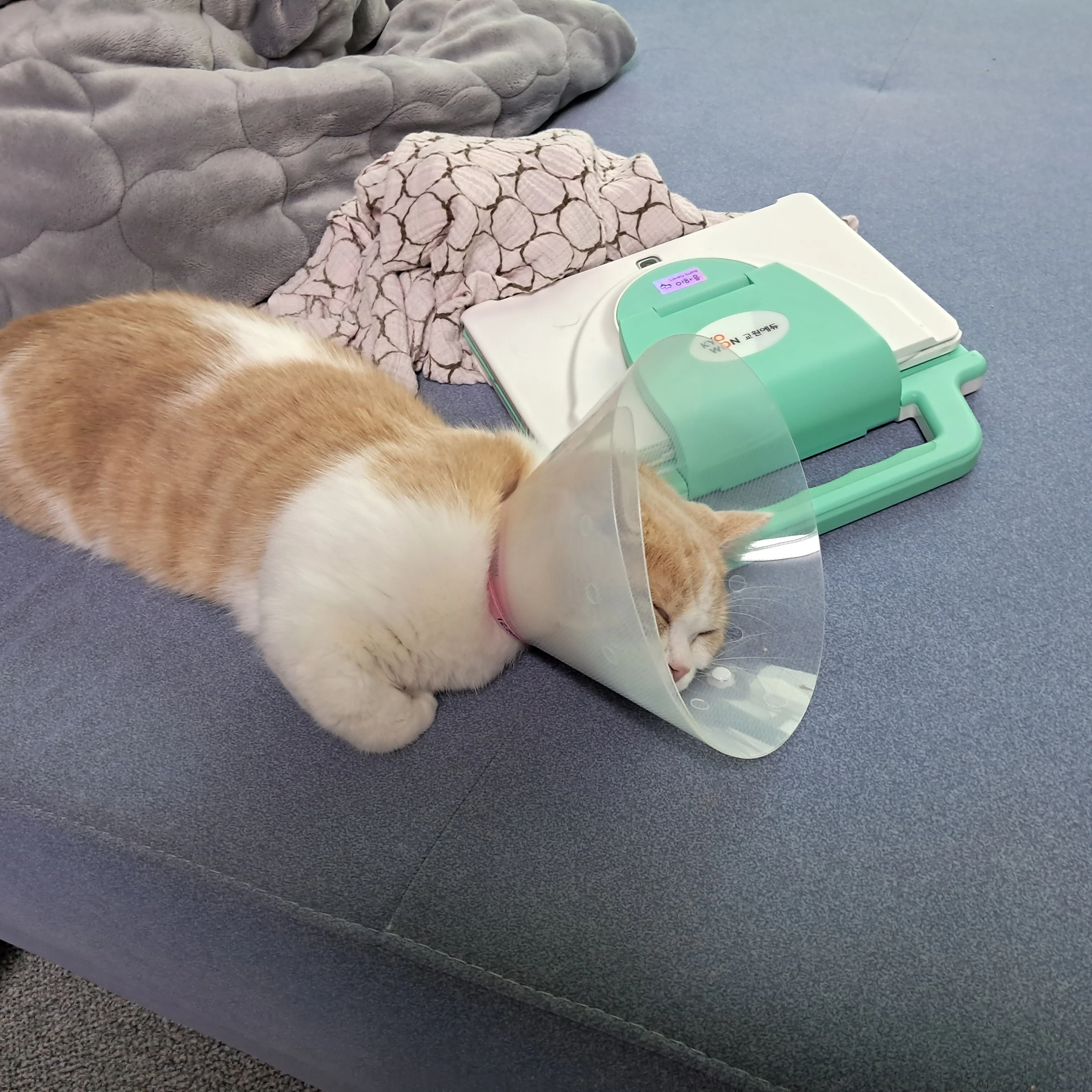 조이