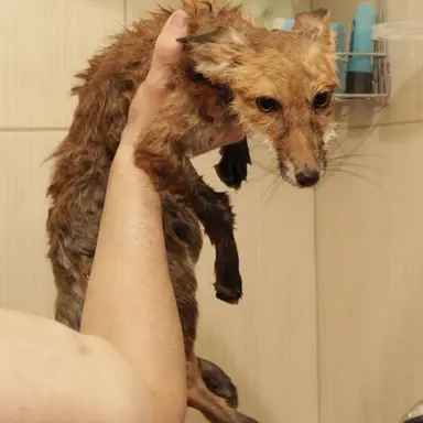 Profile image of 여늑