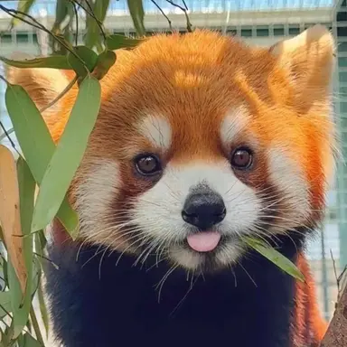 Profile image of レッサーパンダ