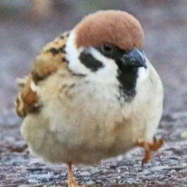 Profile image of 雀