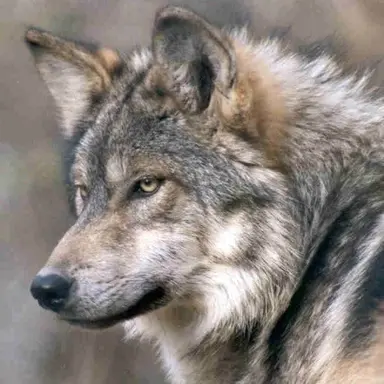 Profile image of 狼
