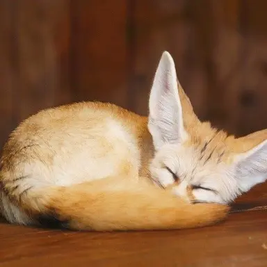 Profile image of 아이엔