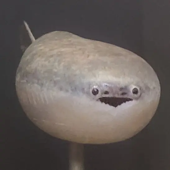 ttvv_lol의 사카밤바스피스