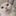누룽지🐱