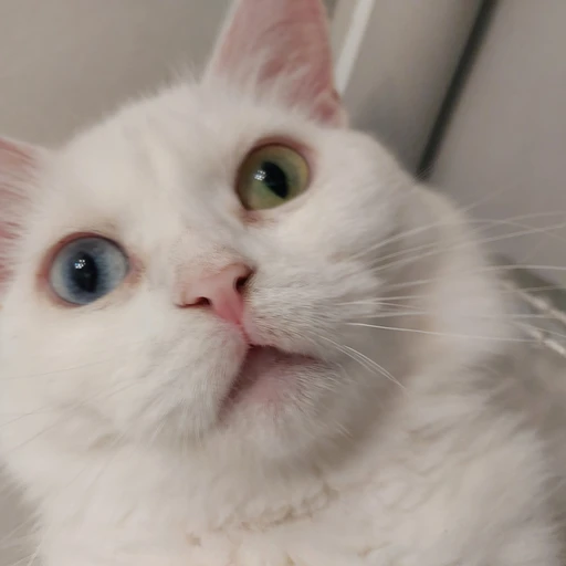 누룽지🐱