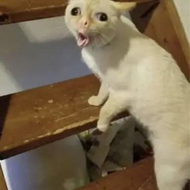 Profile image of Cat