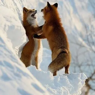 Profile image of 아마모토 미오