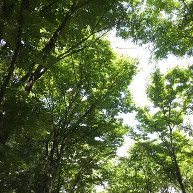 Profile image of 공룡