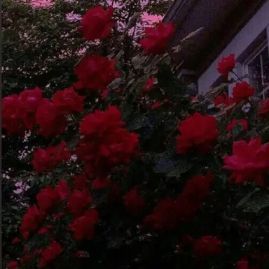 Profile image of 장미