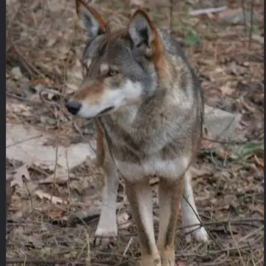 Profile image of 늑대