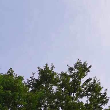 Profile image of 플래그