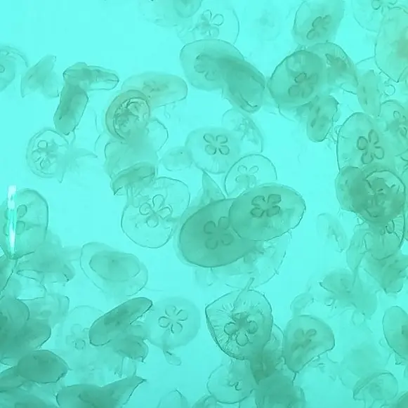jellyfish.397.의 めいど