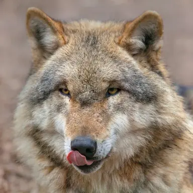 Profile image of Wolf