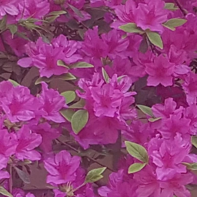 덕경장