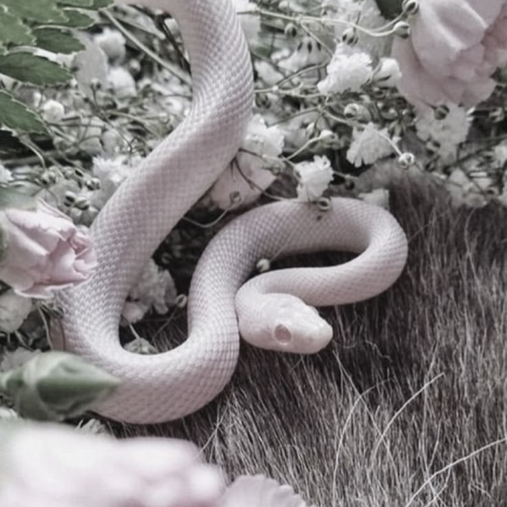 0423🐍 대표 이미지