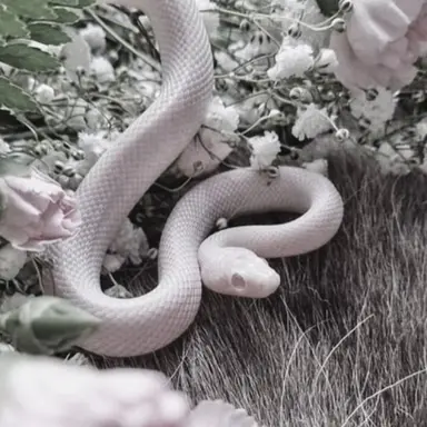 Profile image of 김각별