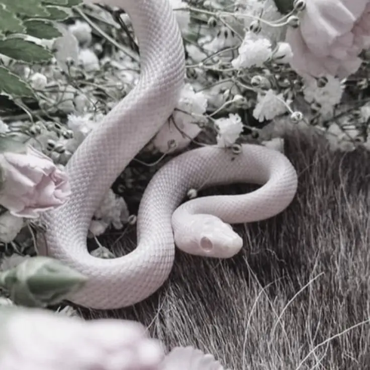 HOLY_DAY_1215의 0423🐍