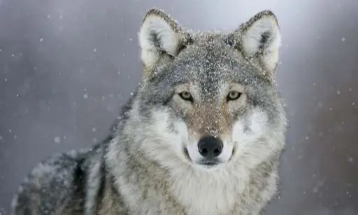 Profile image of Wolf
