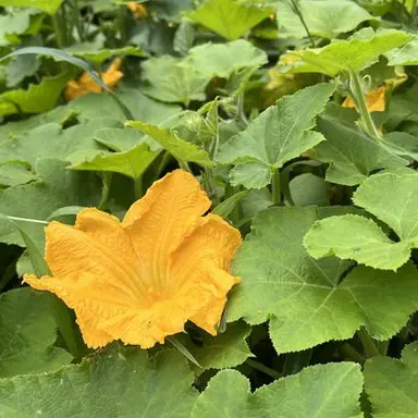Profile image of 호가조노 이로하