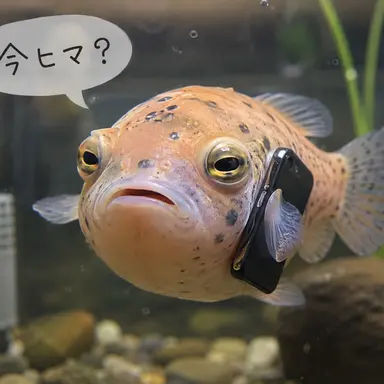 Profile image of うお