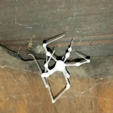 Profile image of 크로울러