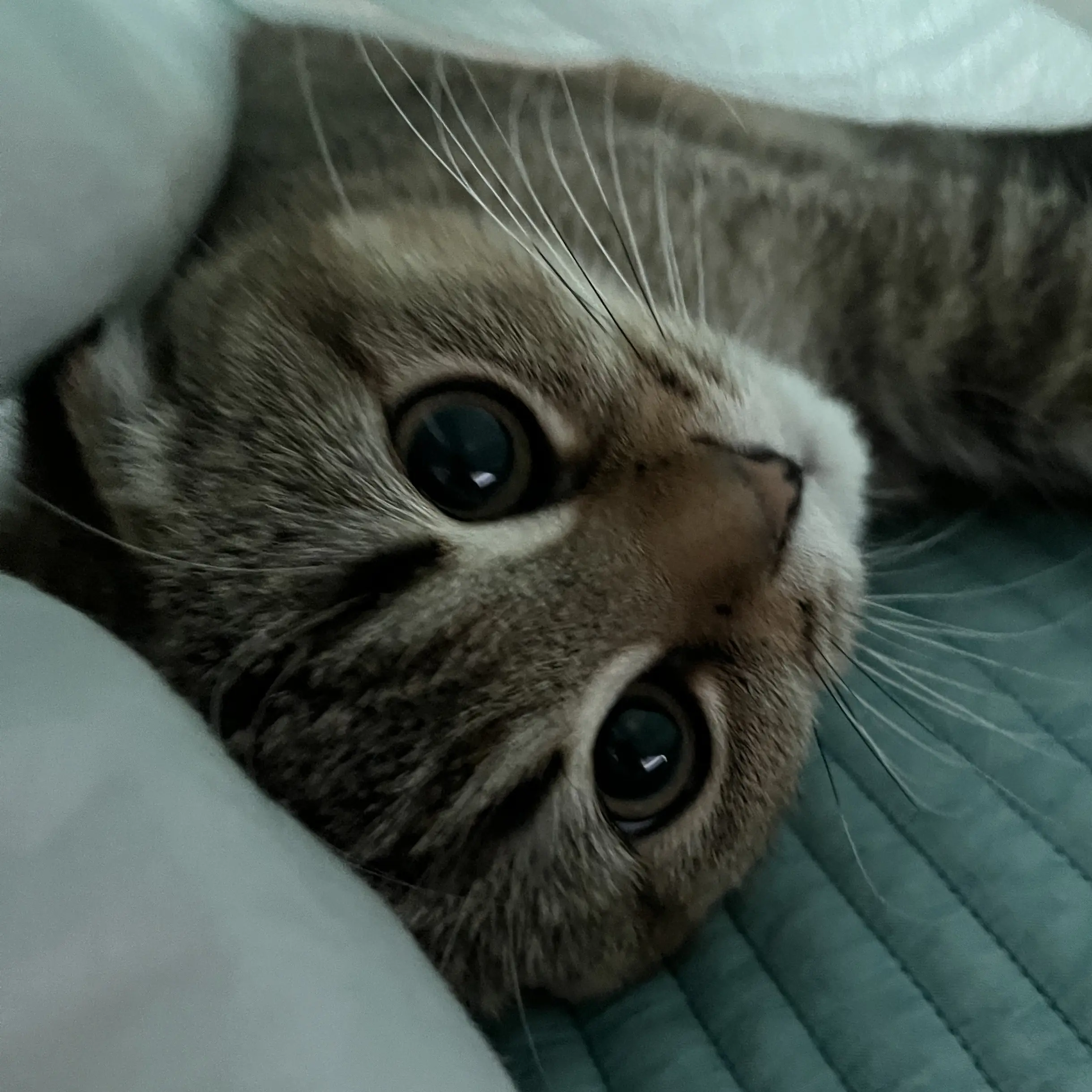 chatbotfactory의 🐈 죠랭이 키우기!! 🤎