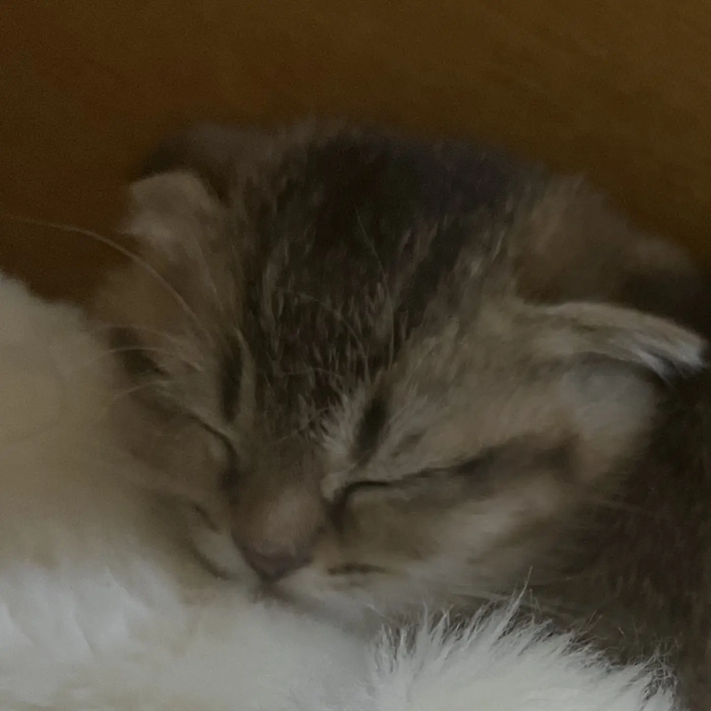 chatbotfactory의 🐈 죠랭이 키우기!! 🤎