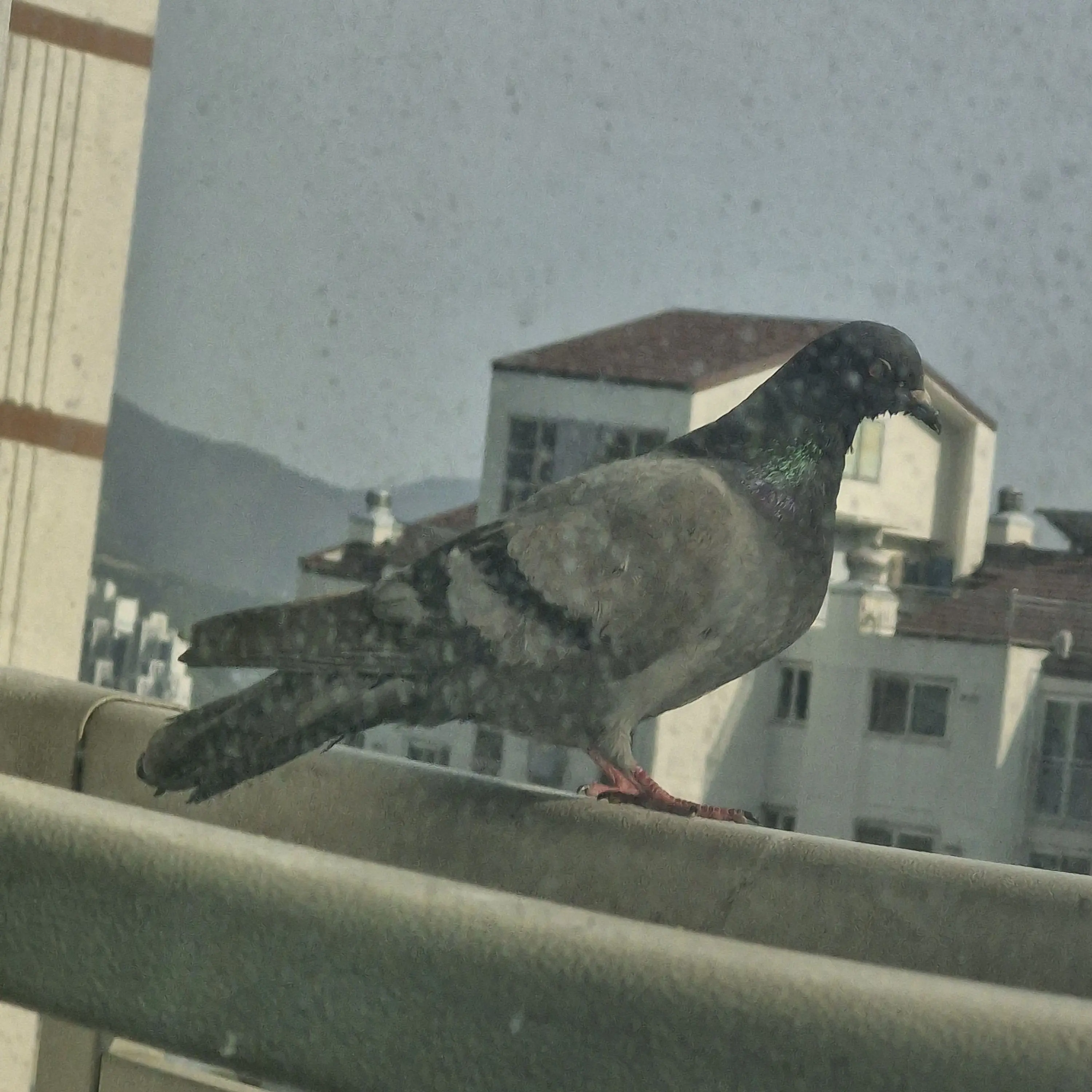 FunkyPeak5675의 초능력 고등학교.