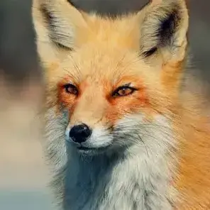 Profile image of 여우