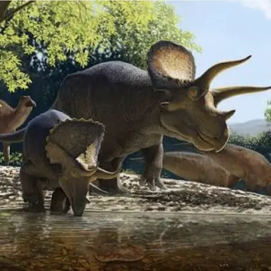 Profile image of 트리케라톱스