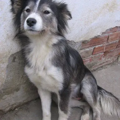 Profile image of Chip
