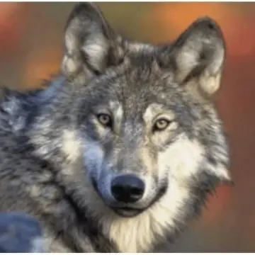 Profile image of 늑대